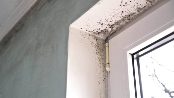 Mold Remediation for Vacation Homes in Scranton, PA